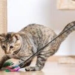 Juguetes para Gatos: ¿Cómo entretener Tu Gato?