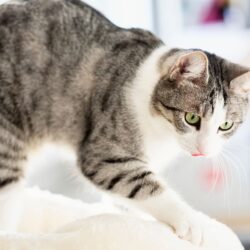 ¿Por qué los gatos amasan con sus patas? ¡Resuelto!
