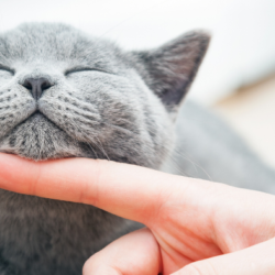 Cómo saber si tu gato te ama o solo quiere comida
