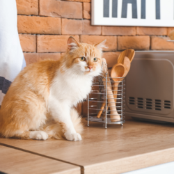 Los alimentos más tóxicos para tu gato: Peligro cocina