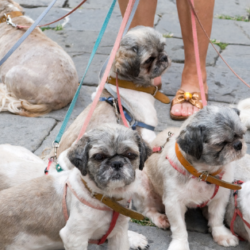Mascotas clonadas, ¿el futuro del amor animal?