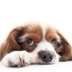 Comportamiento Canino y Sus Significados