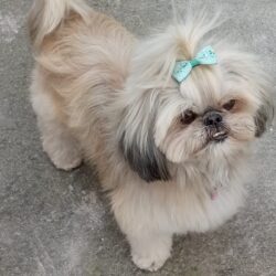 La historia de Niña, la perrita rescatada