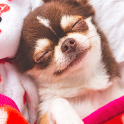 ¿Sabías que tu perro puede soñar contigo?