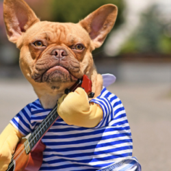 ¡Moda Perruna 2025! Tendencias