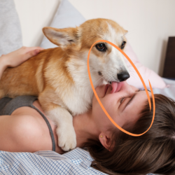 ¿Por qué mi perro me lame?